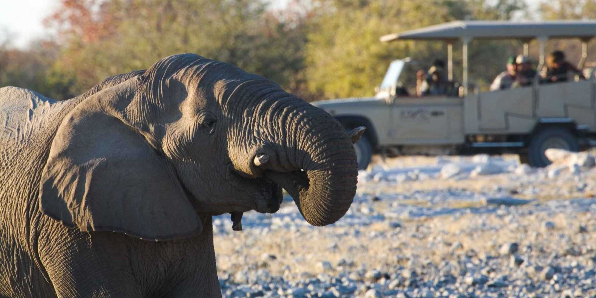 001 Etosha Wildlife