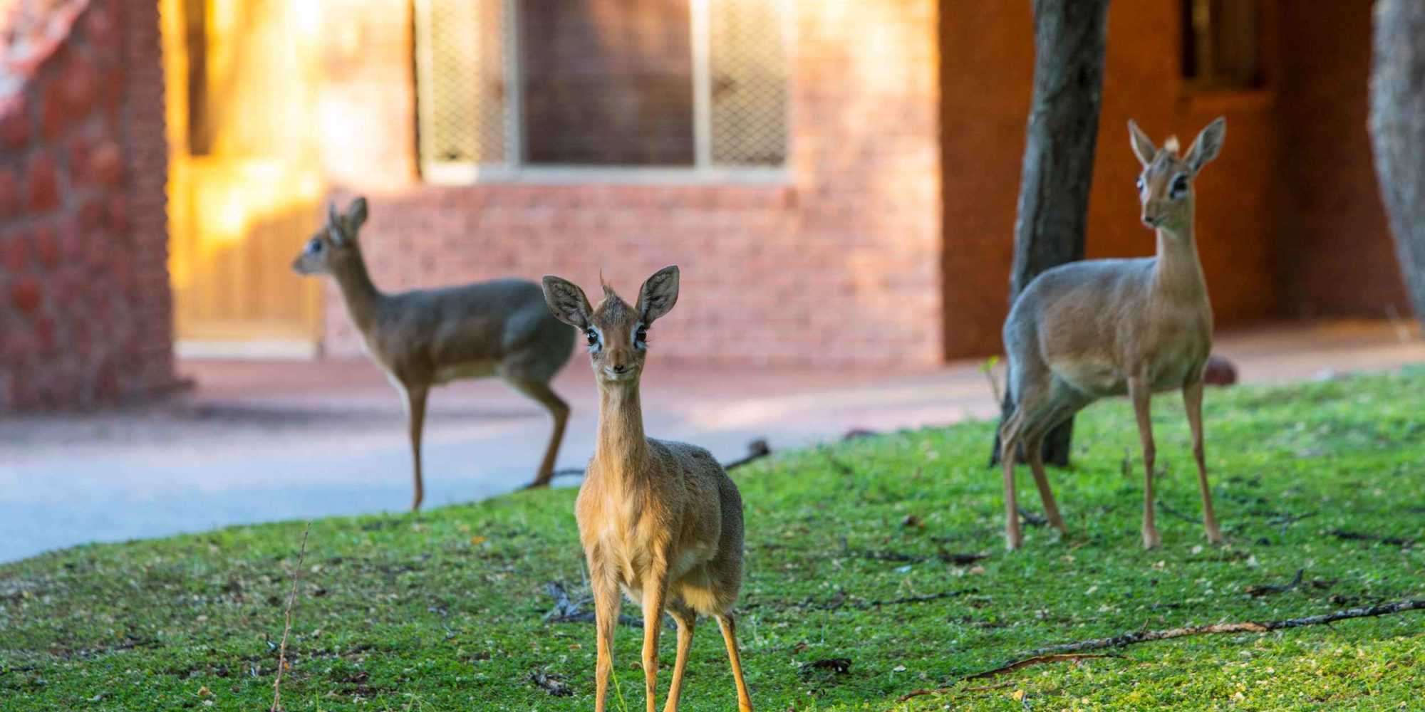 Waterberg Bush Chalet 2 Bed 08 © NWR 2018