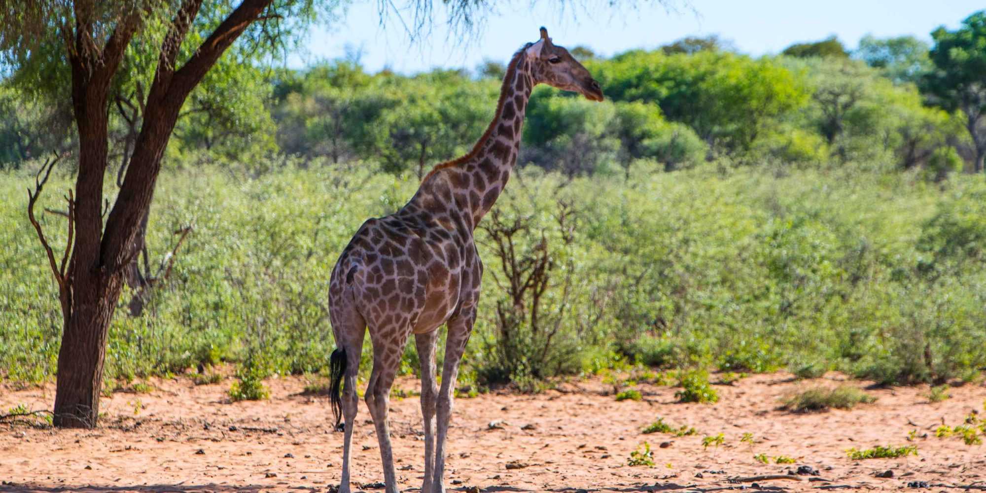 Waterberg Wildlife 19 © NWR 2018