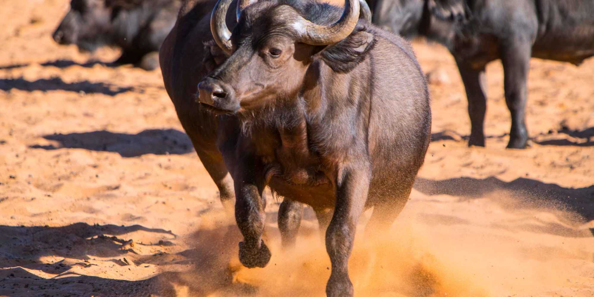 Waterberg Wildlife 21 © NWR 2018