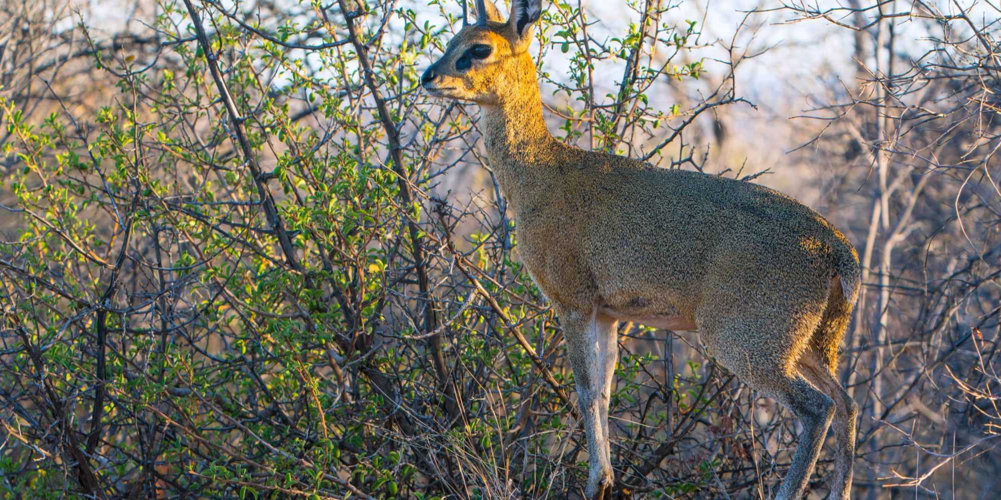 Waterberg Wildlife 28 © NWR 2018