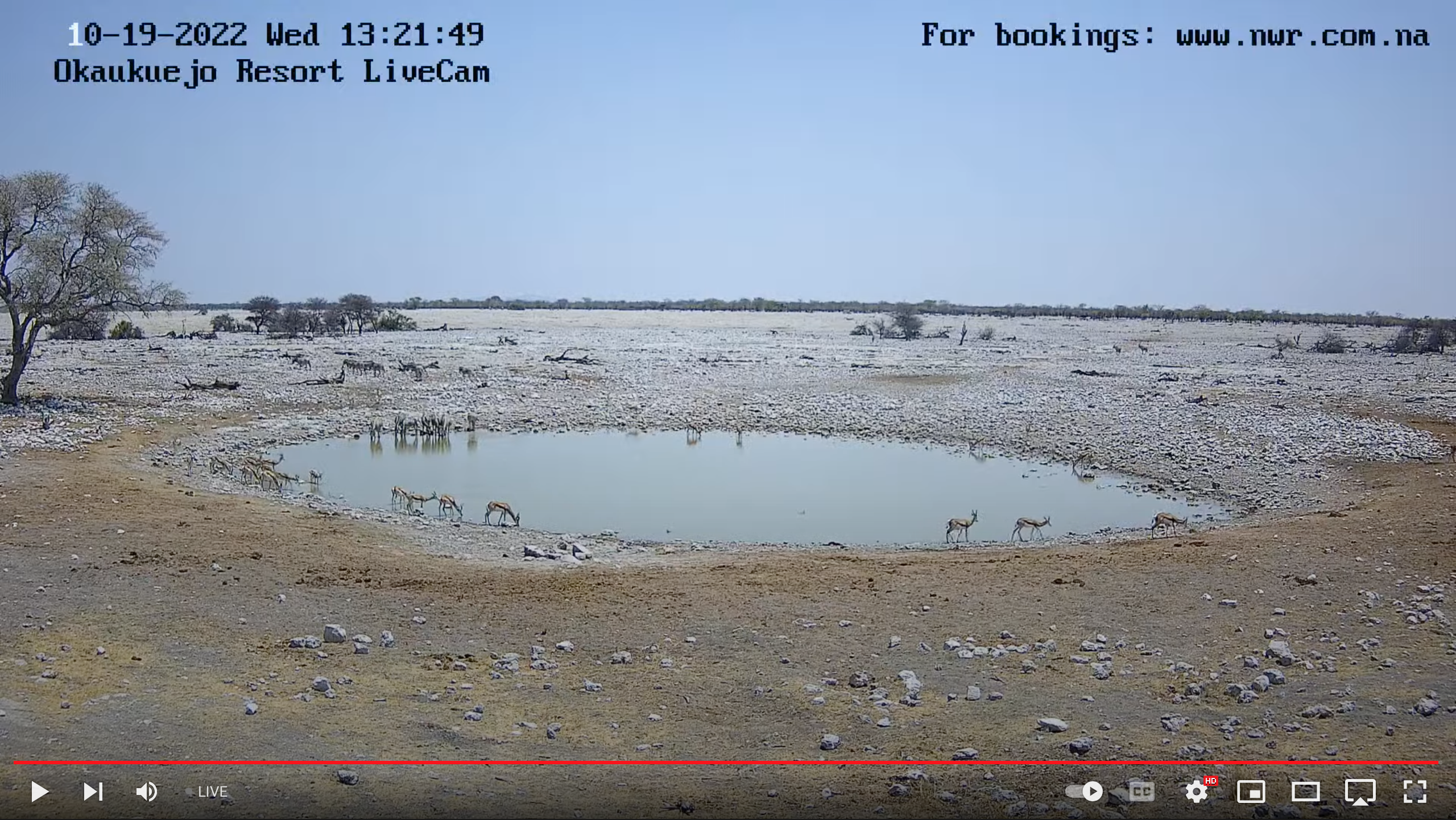 Okaukuejo Waterhole Live Streaming Now Available on DStv