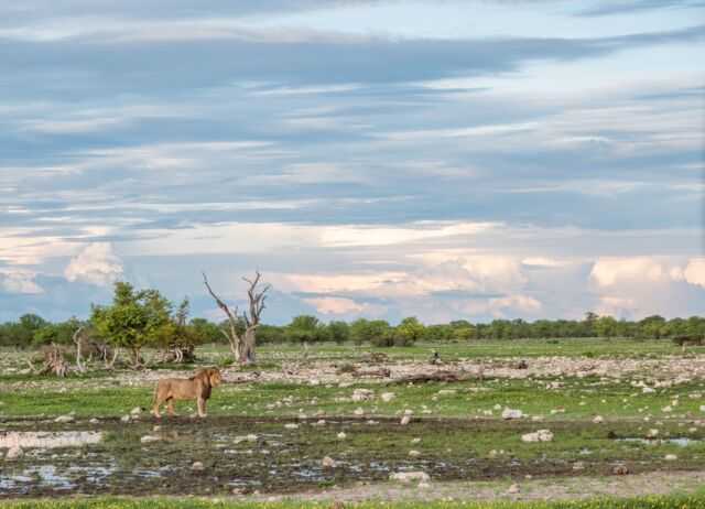The Etosha Pan, which covers almost a quarter of the national park's surface area, can be seen from space! NWR offers 6 distinct accommodation options around Etosha Nation Park: Dolomite, Halali, Namutoni, Okaukuejo, Olifanstrus and Onkoshi.
