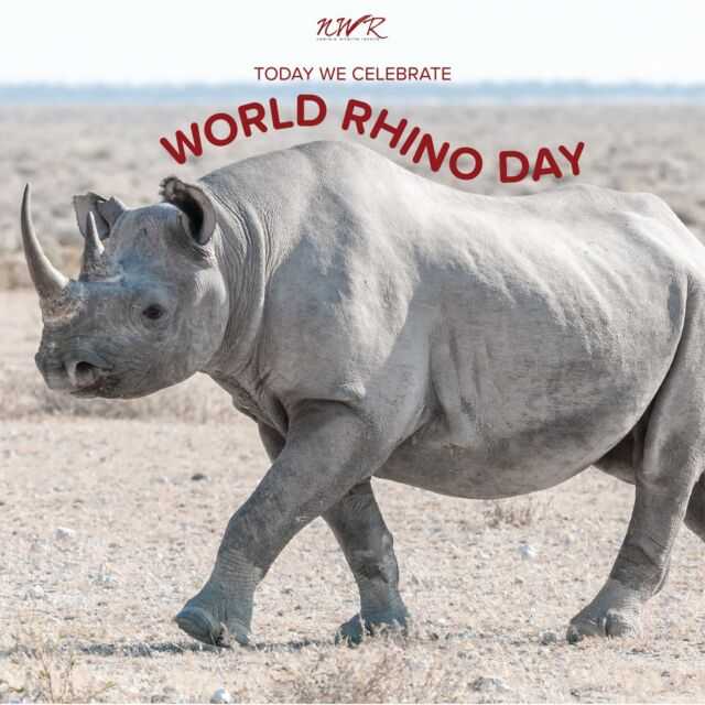 It's World Rhino Day! Today we say thank you to the Save the Rhino Trust, every rhino ranger and tracker, and everyone who supports our rhinos.
#NWRMemories #TravelWithNWR #Namibia #Africa #travelafrica #travel #tourist #NWR #instatravel #NWRMoments